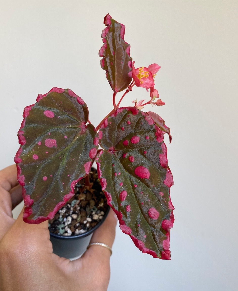 B. ‘Histeria’